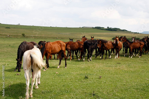 Horses on the pasture © Klaus Nowottnick