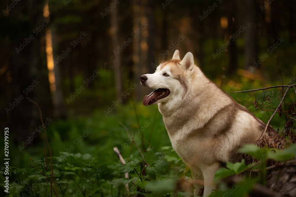 Obraz premium Beautiful and happy Siberian Husky dog sitting in the forest at golden sunset in spring