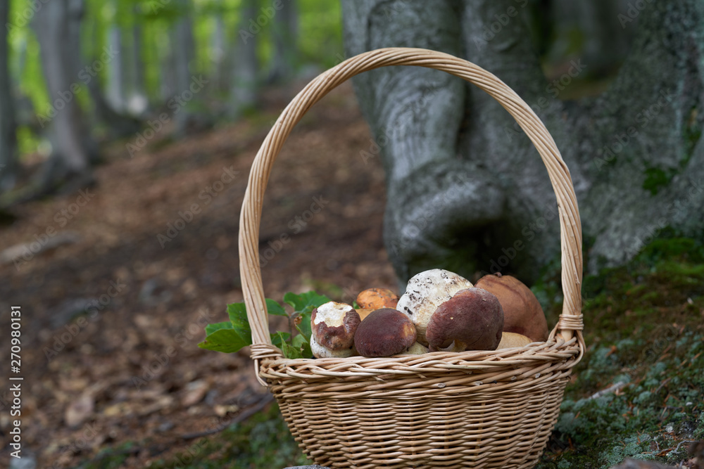 Full basket of edible mushrooms in the forest. Some pine bolete and orange birch bolete on the top. Beech forest on the background. Natural environment. Full basket of edible mushrooms in the forest. Some pine bolete and orange birch bolete on the top. Beech forest on the background. Natural environment.