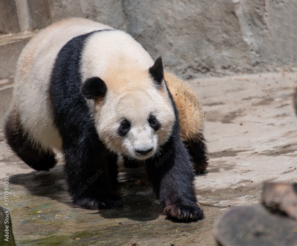 Fototapeta premium The daily life of a giant panda at Chengdu Panda Base.