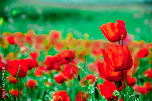 Poppies on green field