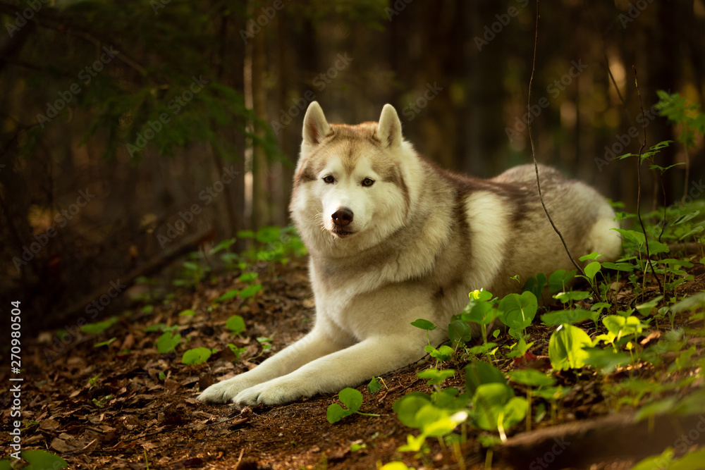 Beautiful and free Siberian Husky dog lying in the forest at golden sunset in spring Beautiful and free Siberian Husky dog lying in the forest at golden sunset in spring