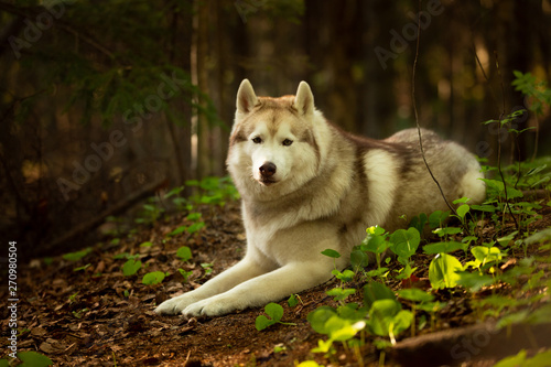 Beautiful and free Siberian Husky dog lying in the forest at golden sunset in spring