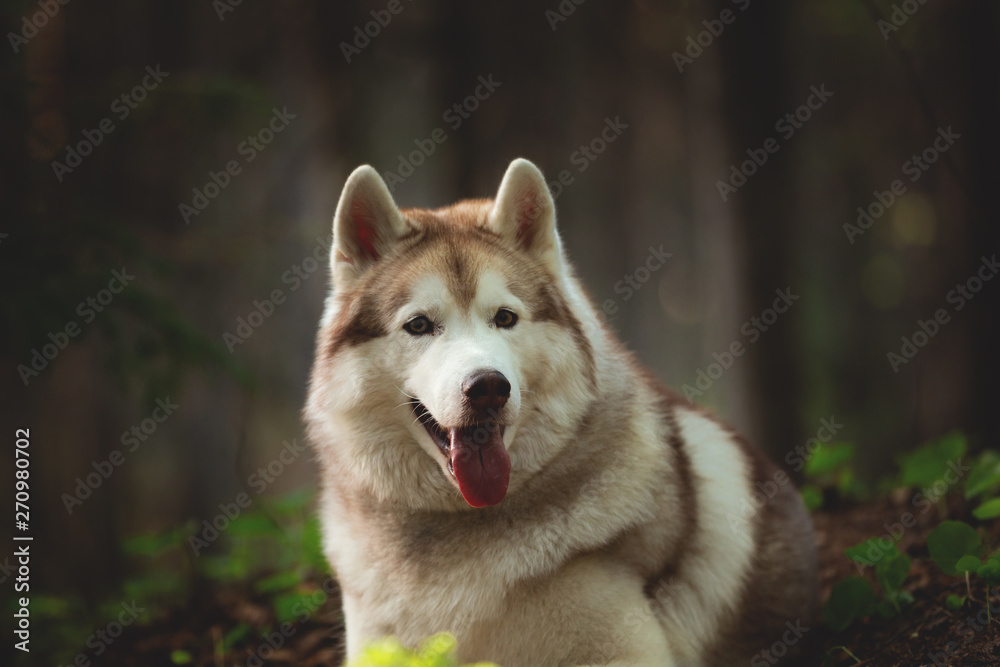 Cute and happy Siberian Husky dog lying in the forest at golden sunset in spring