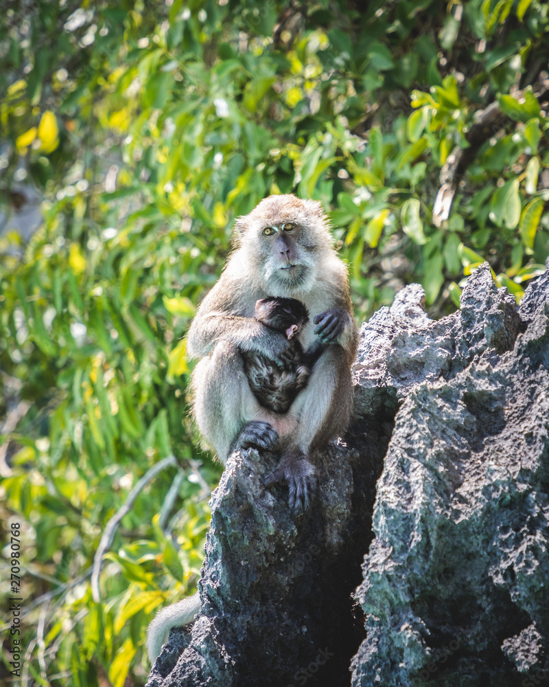 Monkey in Thailand, Krabi, Phi Phi Islands