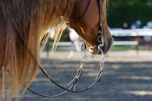 Head of chestnut Quarter horse in western style bridle. Portrait close up