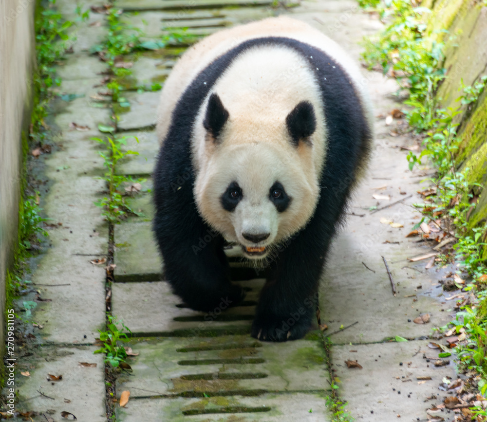 Fototapeta premium The daily life of a giant panda at Chengdu Panda Base.