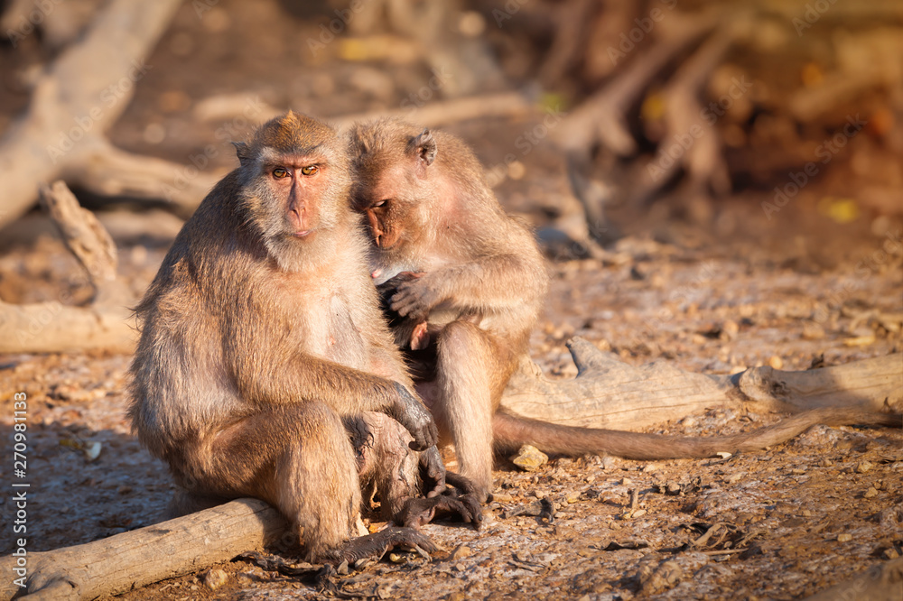 Fototapeta premium Crab eating macaque family..Adult long tailed macaque looking at camera sitting closely with a younger generation on mud of mangrove forest in phuket ,Thailand.