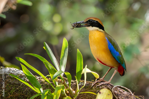 Pitta in the wild with natural blurred background,over shoulder shot..Mangrove pitta bird perching on Rhizophora branch with crab in beak for feeding their new born babies in breeding season . photo