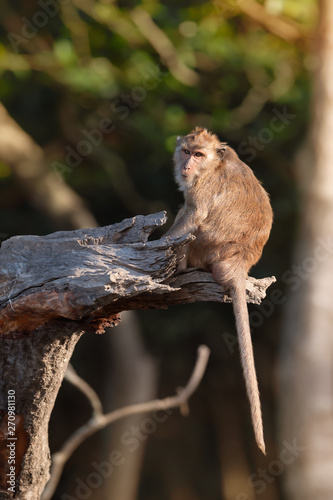 Crab eating macaque habitat in phuket ,Thailand..Mature long tailed macaque sitting alone on broken rhizophora tree  looking at camera with soft sunlight natural blurred background .