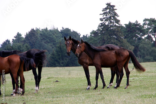 Horses on the pasture photo