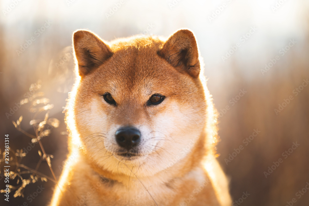 Serious red Shiba inu dog sitting in the field at sunset