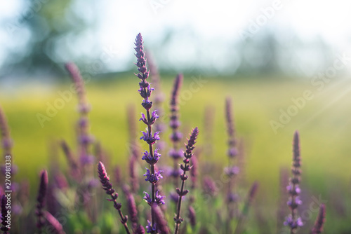 Blue Salvia flowers blooming in the field with blur background