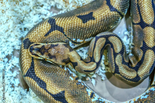 The snake is a popular pet in Thailand.