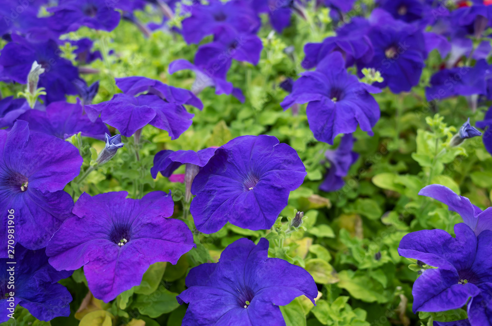 Violet flowers of cynia close up. Flowers grow in a greenhouse. The concept of selling plants, flower business. Decorative floriculture.