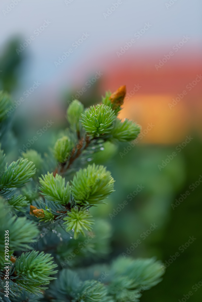 Green fir tree branch in spring time in the garden. Nature blurred beautiful background. An overly shallow depth of field. 
