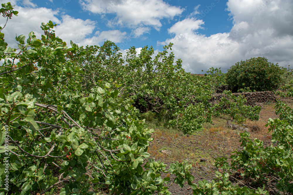 Cultivation of important ingredient of Italian cuisine, plantation of pistachio trees with ripening pistachio nuts near Bronte, located on slopes of Mount Etna volcano.