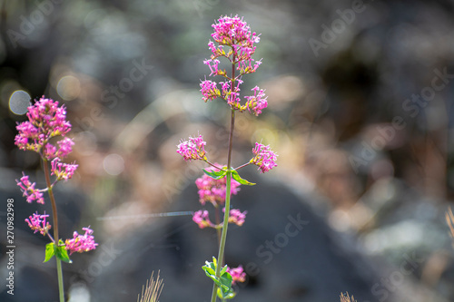 Flora of Mount Etna volcano, blossom of pink Centranthus ruber Valerian or Red valerian, popular garden plant with ornamental flowers. photo