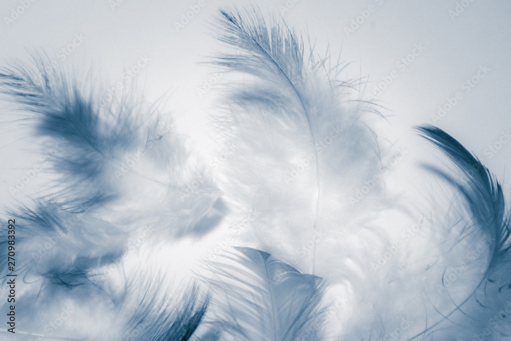 Obraz premium Beautiful abstract color white and blue feathers isolated on white background pattern and wallpaper