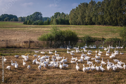 Canvastavla Flock of geese in Koscierzyna commune, Cassubia region of Poland