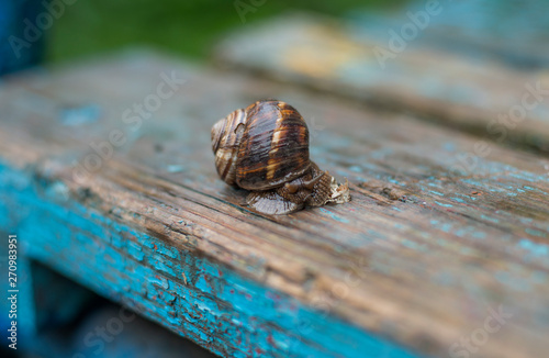 grape snail sits on a wooden surface © Pavel