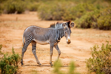 Fototapete Zebra Grevyzebra im Samburu Reservat Kenia  © TravelPhotoBloggers