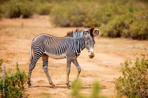 Obraz Grevys zebra in Samburu Kenya