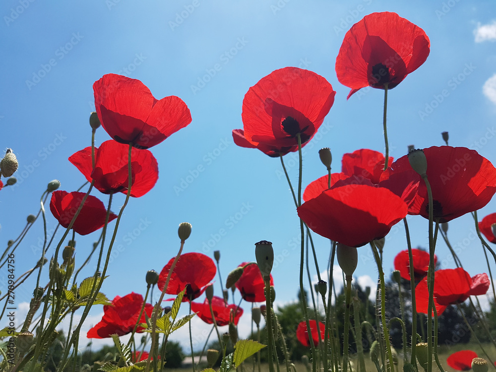 Obraz premium poppies sky upword sun isolated in blue background
