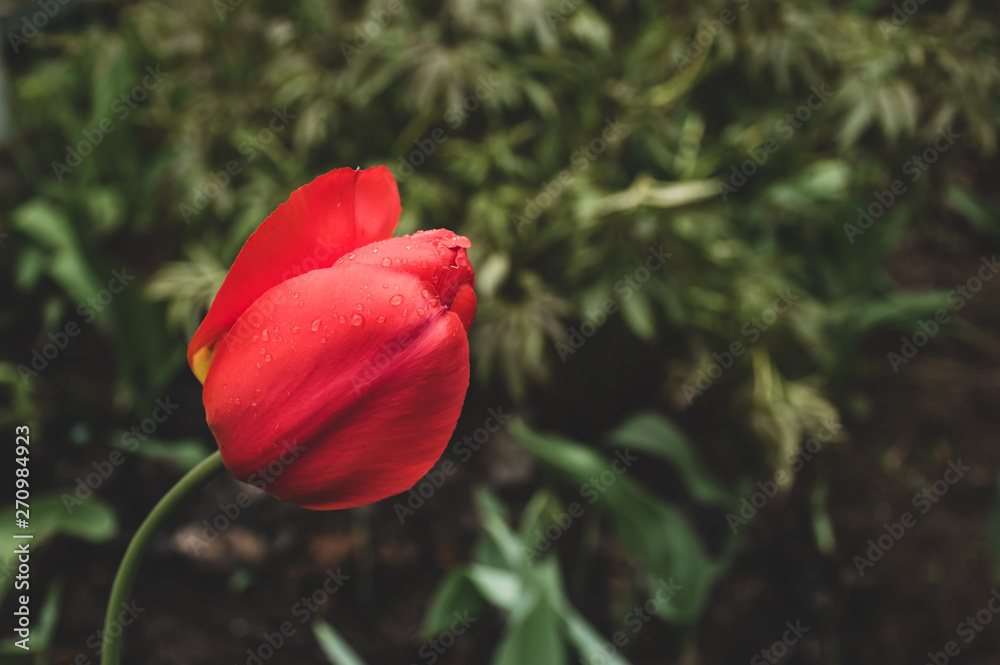 Red tulip flower with dew drops surrounded by greenery in vintage matte style of old photos Red tulip flower with dew drops surrounded by greenery in vintage matte style of old photos