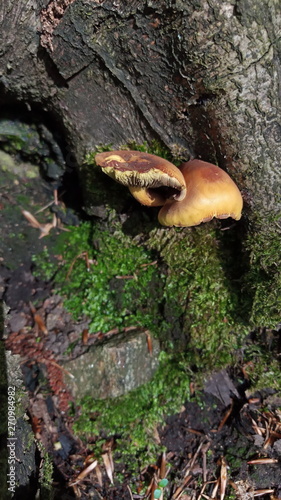 mushrooms on a stump in the forest