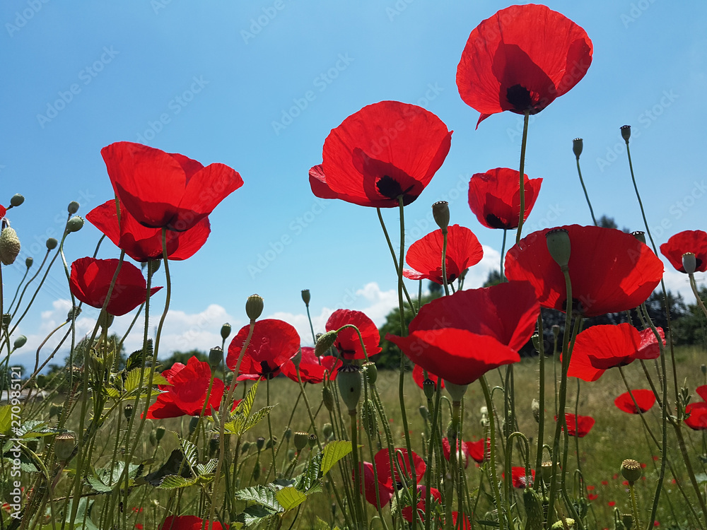 Obraz premium poppies sky upword sun isolated in blue background