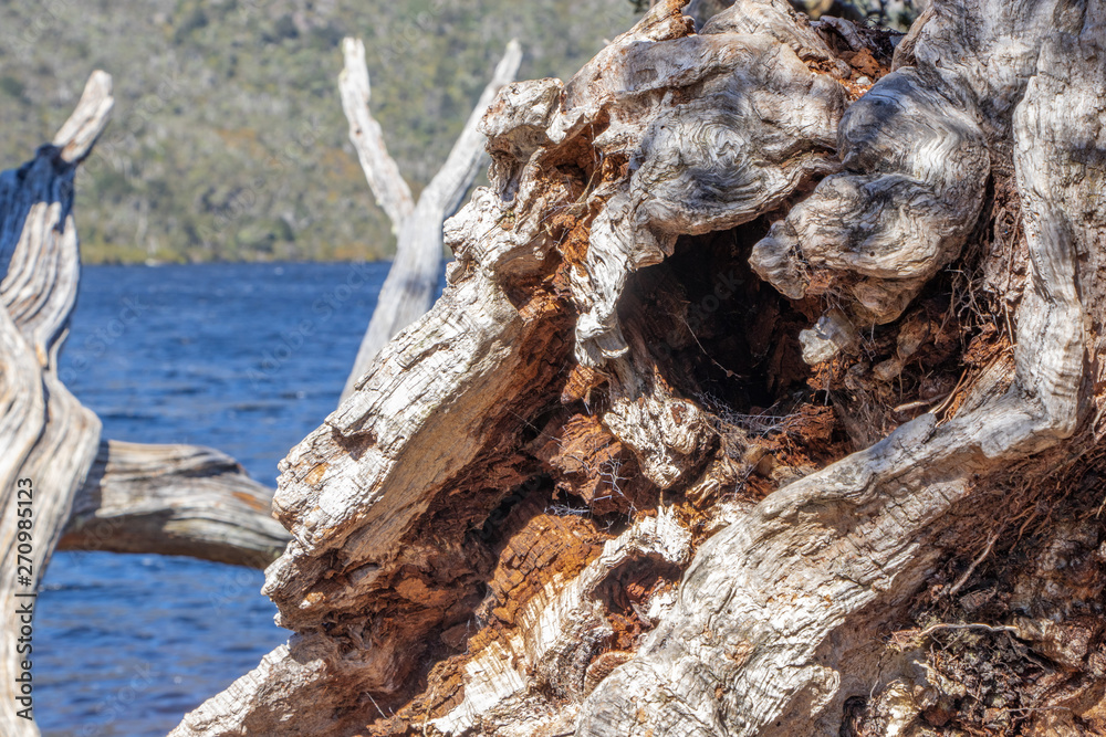 Details of tree stump at Dove Lake, Tasmania Details of tree stump at Dove Lake, Tasmania
