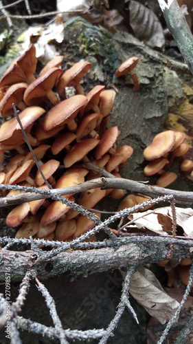 many brown mushrooms on the stump, buds