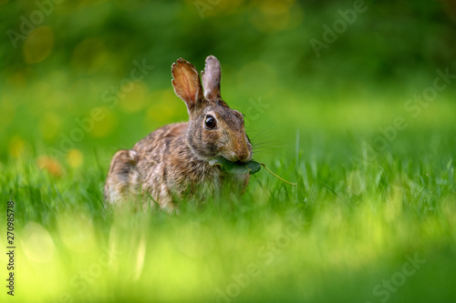 Close-up photo with copy space of an eastern cottontail rabbit (Sylvilagus floridanus) in British Columbia, Canada © Ferenc