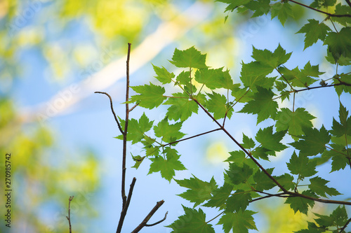 Natural spring background. Bright young leaves of maple tree against blue sky.