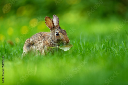 Close-up photo with copy space of an eastern cottontail rabbit (Sylvilagus floridanus) in British Columbia, Canada © Ferenc