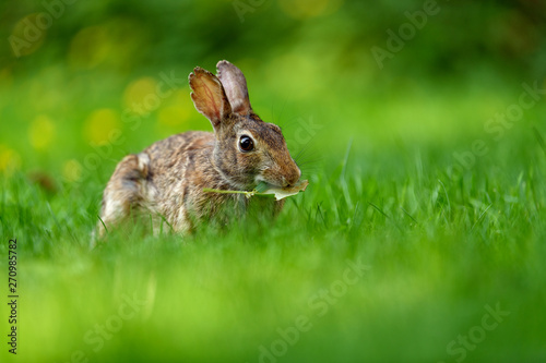 Close-up photo with copy space of an eastern cottontail rabbit (Sylvilagus floridanus) in British Columbia, Canada