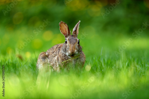 Fototapeta Naklejka Na Ścianę i Meble -  Close-up photo with copy space of an eastern cottontail rabbit (Sylvilagus floridanus) in British Columbia, Canada