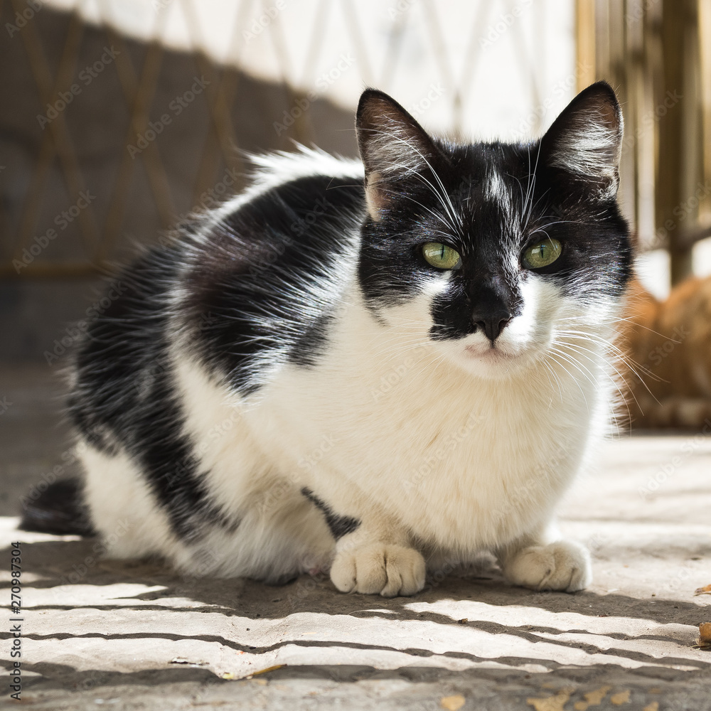 cat with green eyes