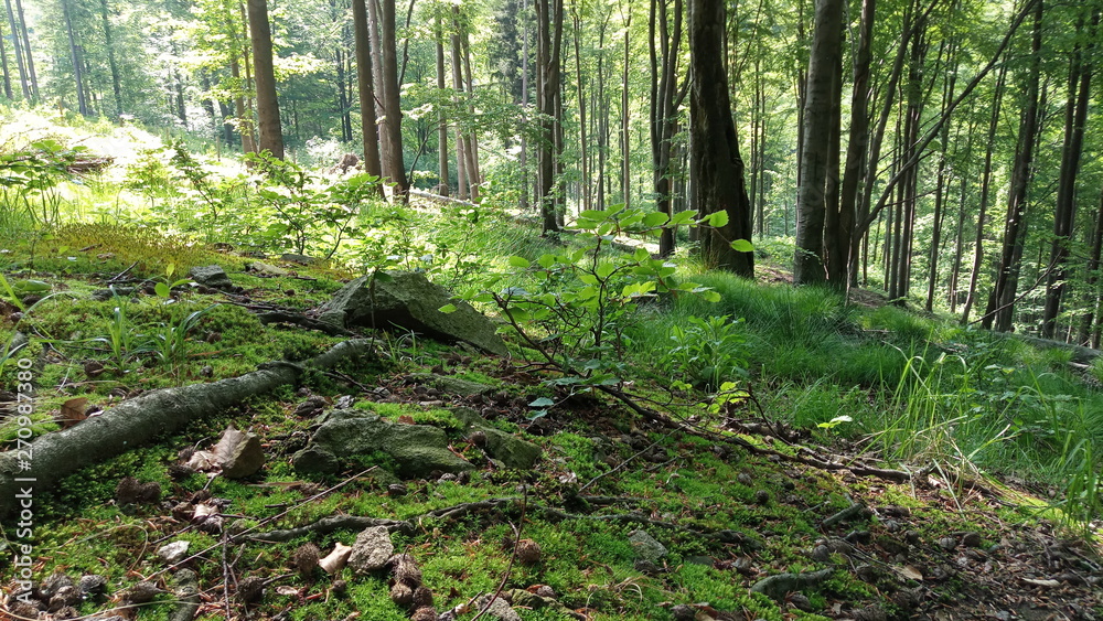 grass, moss, forest, green old trees grass, moss, forest, green old trees