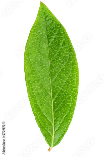 Blueberry leaf clipping path