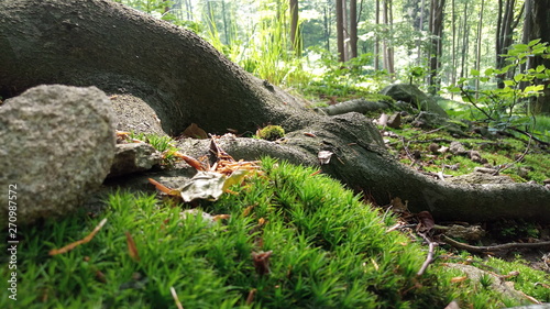 lush green grass, moss growing in the roots of a tree in the forest