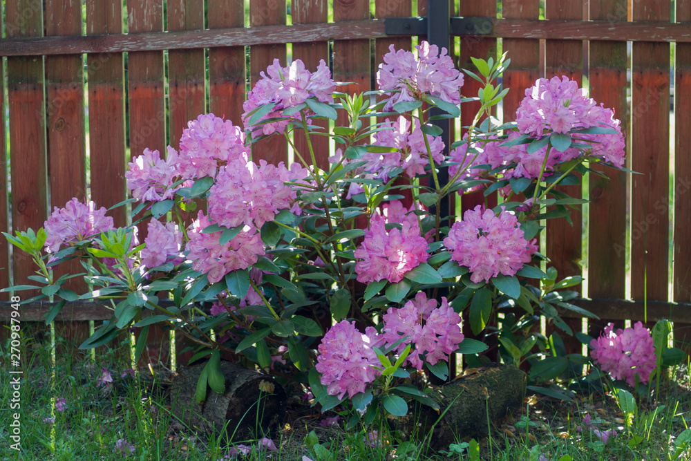 Rozkwitnięty lilaróżowy rododendron na tle sztachet ogrodzenia. Rozkwitnięty lilaróżowy rododendron na tle sztachet ogrodzenia.