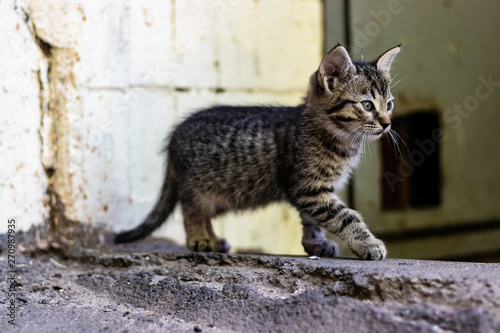 kitten on the street © Spyrydon