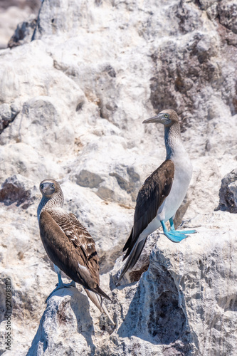 Two Blue-footed Boobies (Sula nebouxii) © Kirk Hewlett