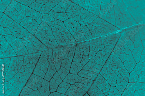 Abstract organic texture of leaf. Blue leaf. Science and biology concept 