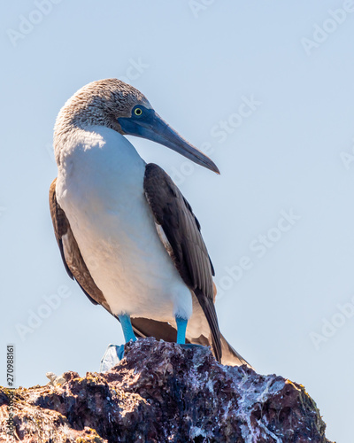 A Blue-footed Booby (Sula nebouxii)