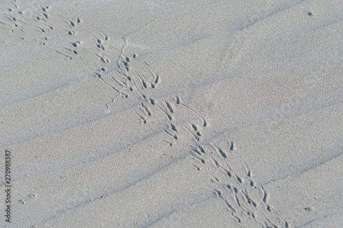 Crab tracks in sand