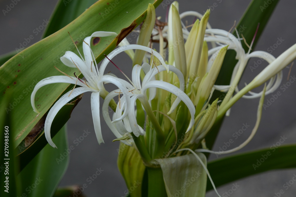 Grand crinum lily (Crinum asiaticum) Grand crinum lily (Crinum asiaticum)