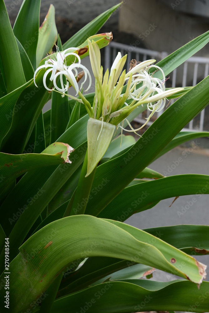 Fototapeta premium Grand crinum lily (Crinum asiaticum)